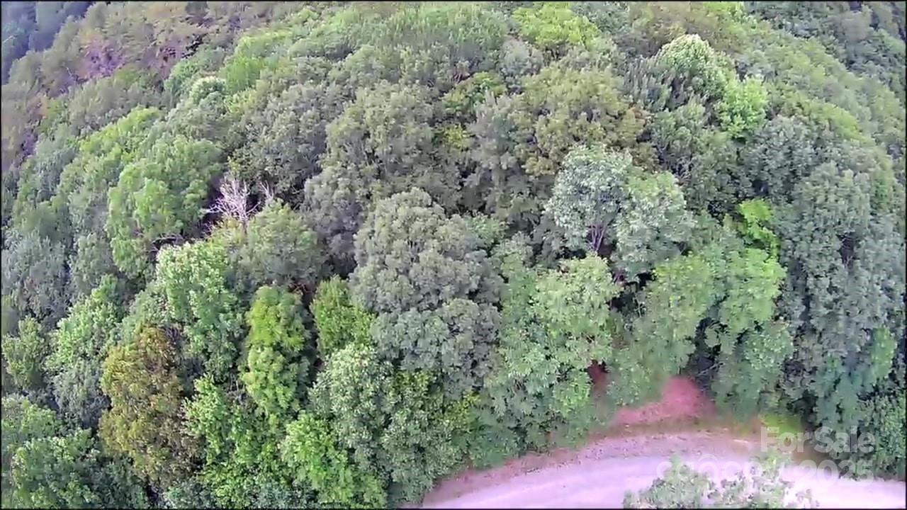 57 Big Branch Road Brevard, NC 28712 - Photo 20 of 20 a view of a forest with a tree
