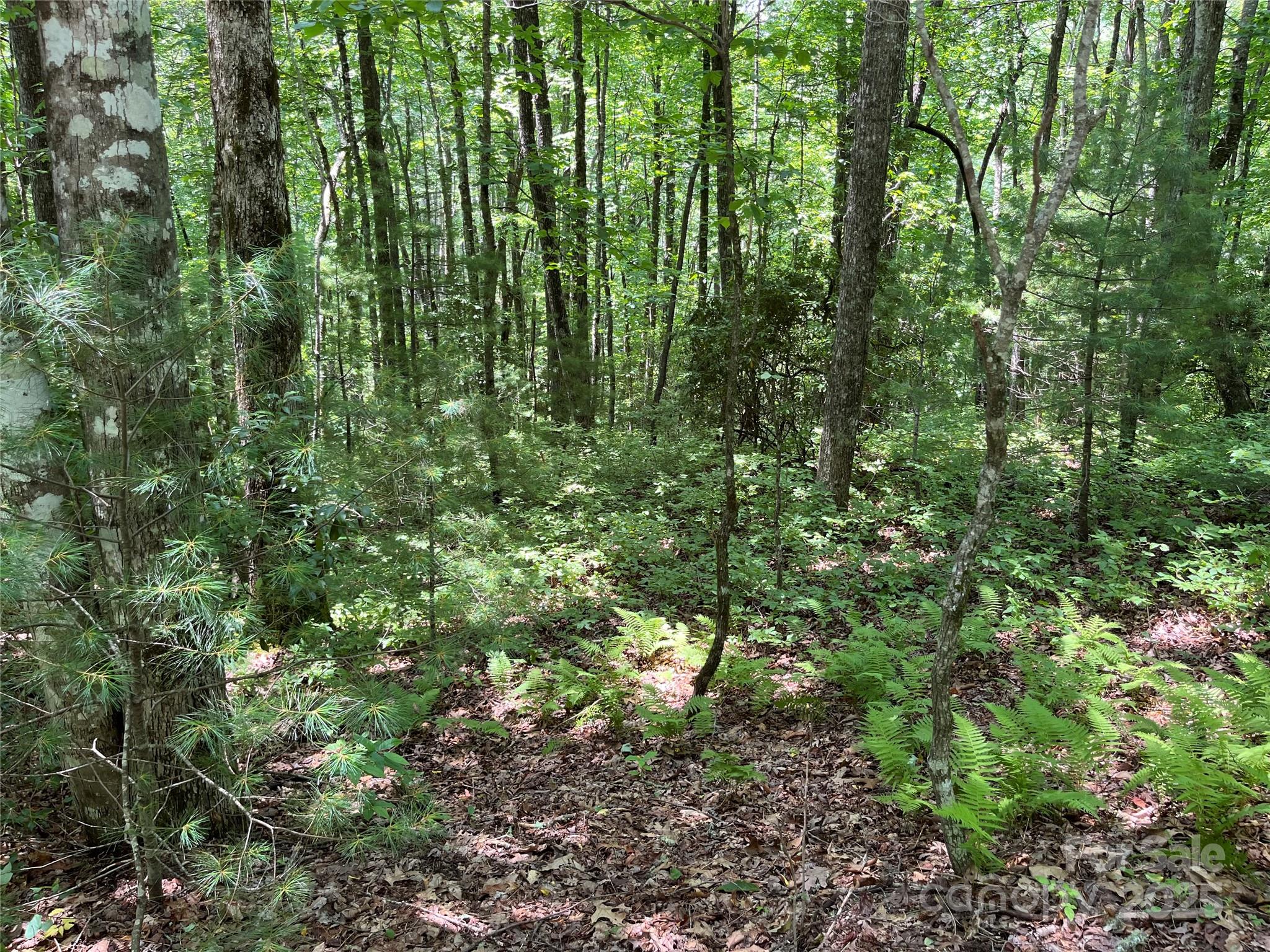 57 Big Branch Road Brevard, NC 28712 - Photo 4 of 20 a view of a lush green forest