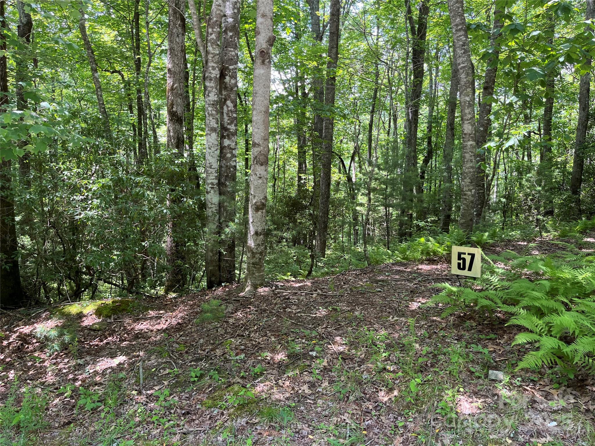 57 Big Branch Road Brevard, NC 28712 - Photo 5 of 20 a view of a forest with trees
