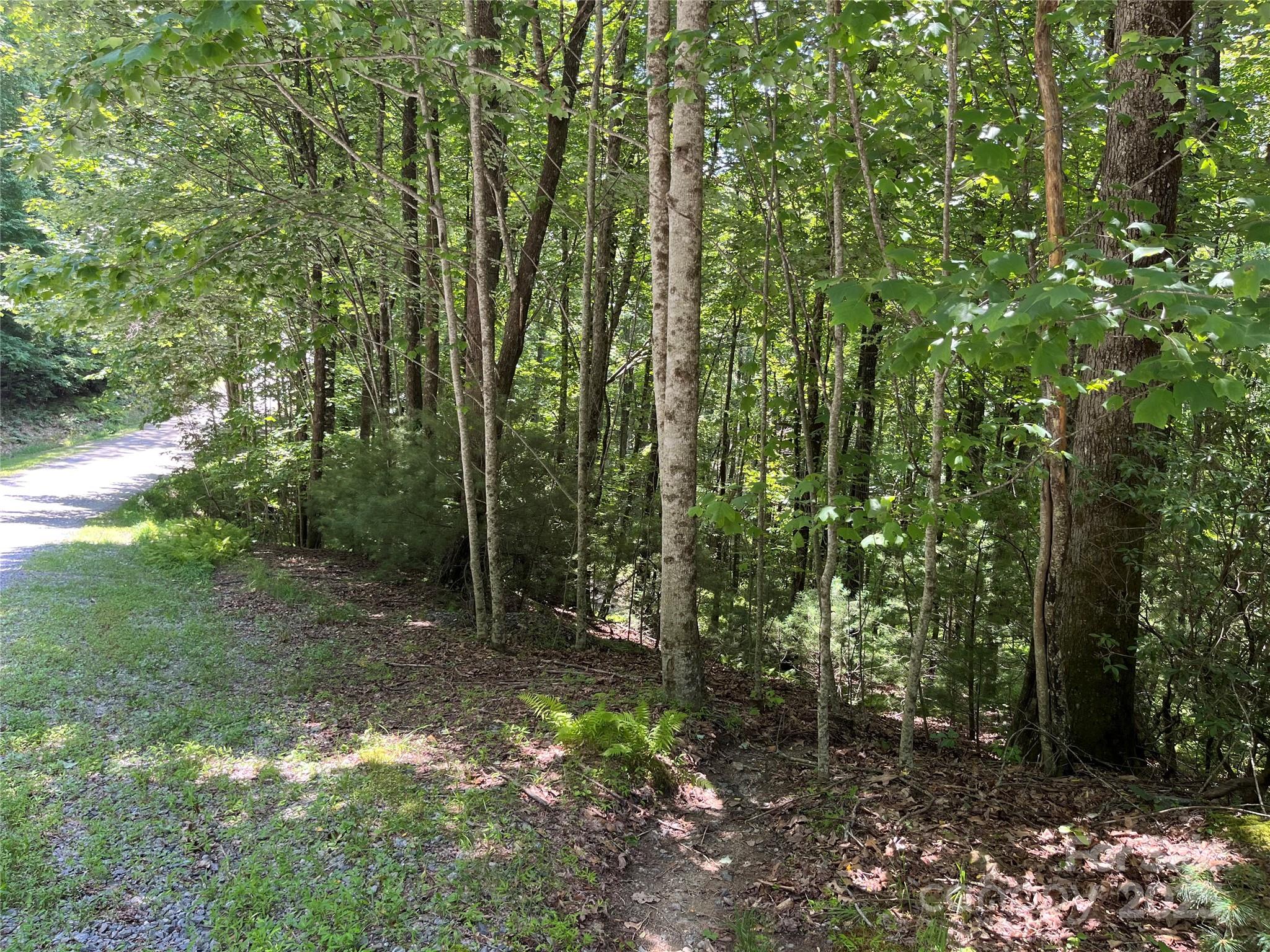 57 Big Branch Road Brevard, NC 28712 - Photo 6 of 20 a view of forest