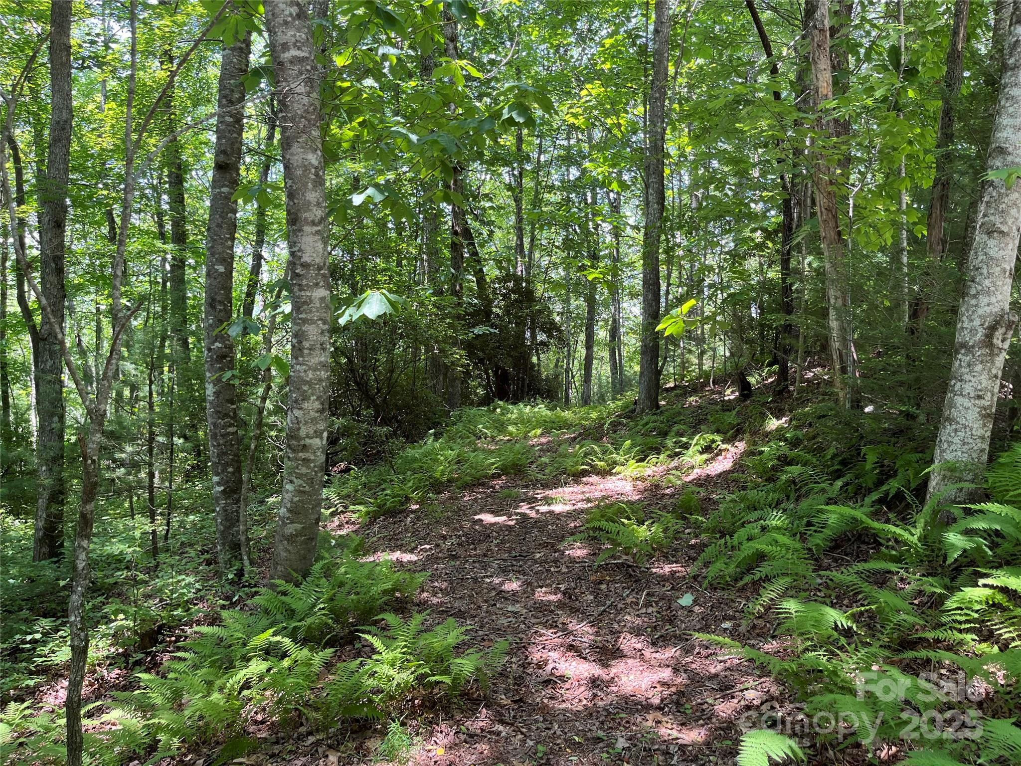 57 Big Branch Road Brevard, NC 28712 - Photo 7 of 20 a view of a forest with lots of trees