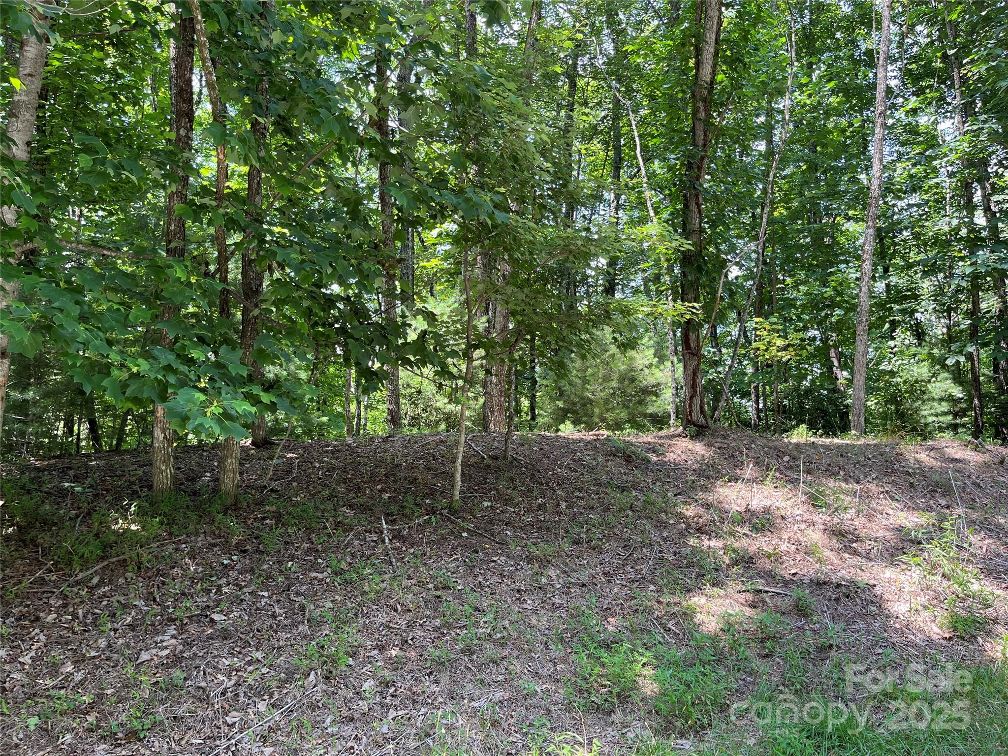 57 Big Branch Road Brevard, NC 28712 - Photo 8 of 20 a view of a forest with trees in the background