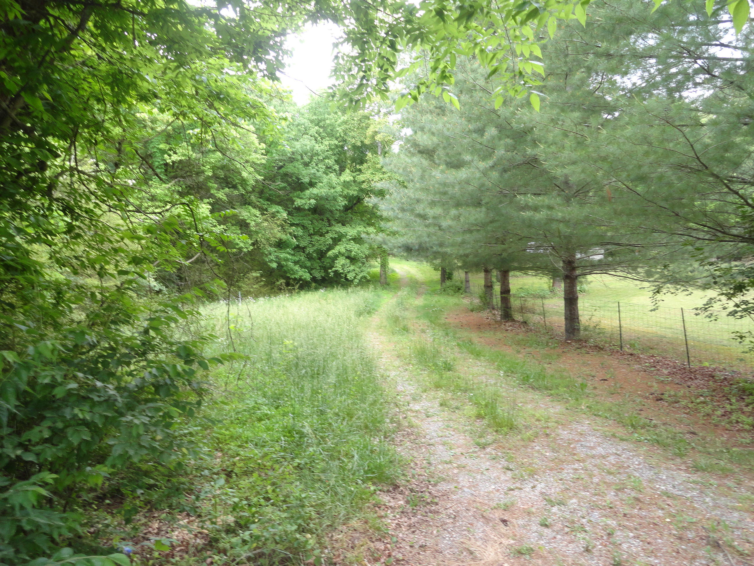 4765 Cate Road Strawberry Plains, TN 37871 - Photo 1 of 11 DSC01588
