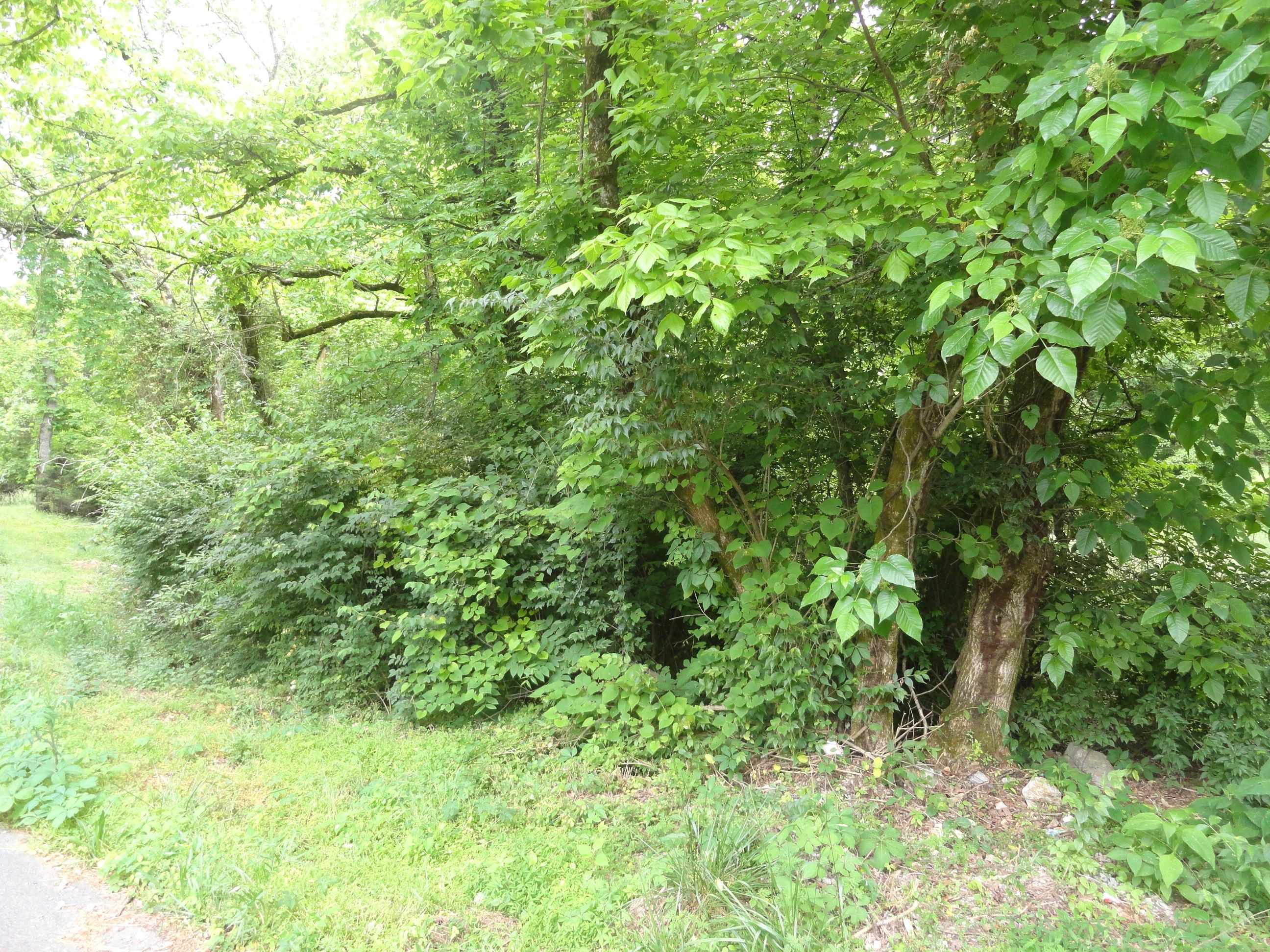 4765 Cate Road Strawberry Plains, TN 37871 - Photo 2 of 11 DSC01587