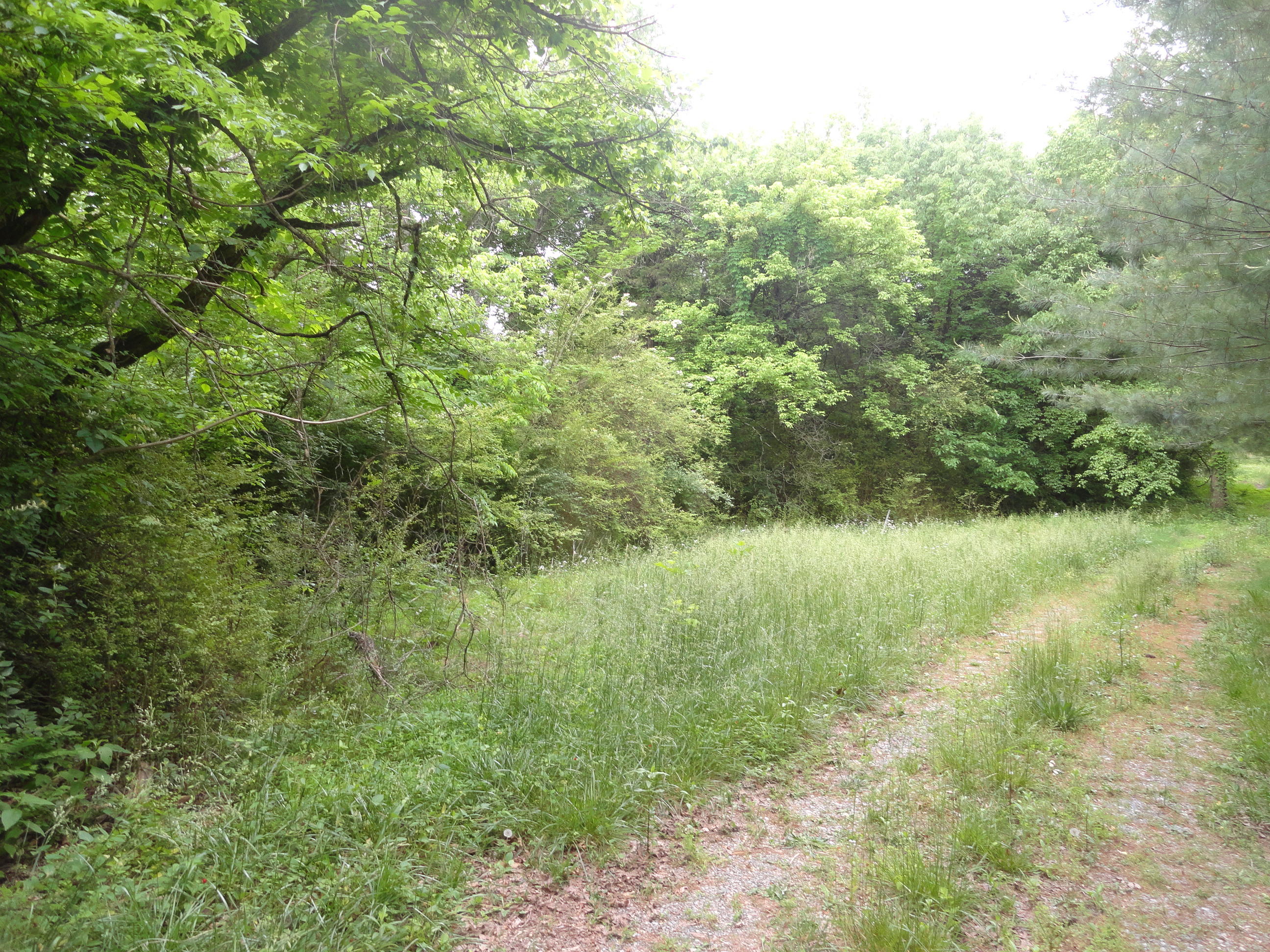 4765 Cate Road Strawberry Plains, TN 37871 - Photo 3 of 11 DSC01589