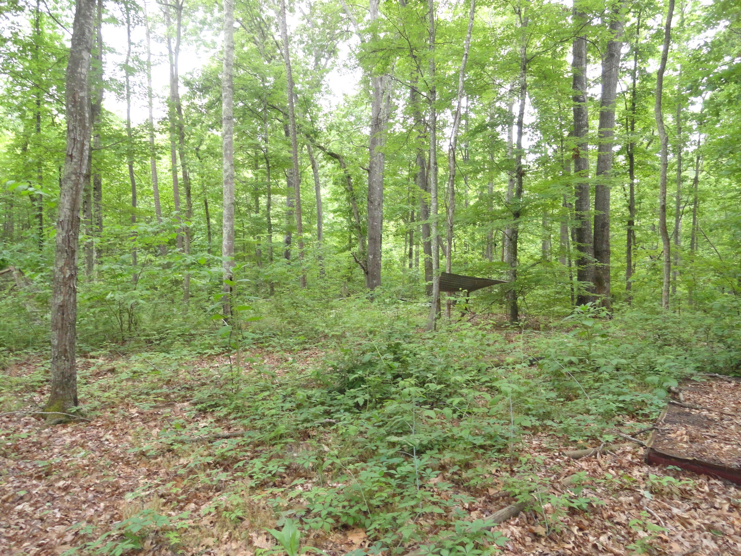 4765 Cate Road Strawberry Plains, TN 37871 - Photo 9 of 11 DSC01595