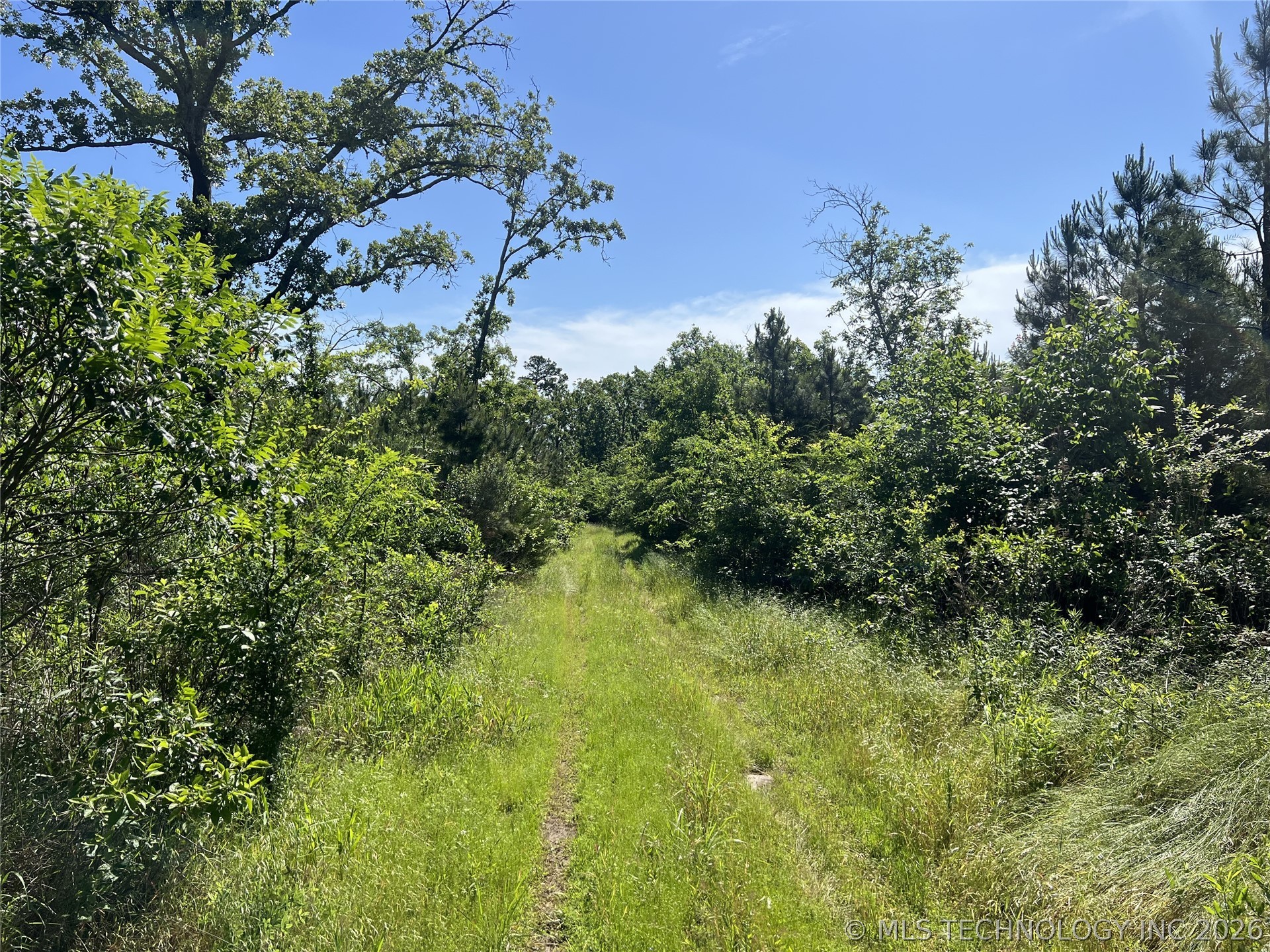 Wooded acreage with a cleared pathway, mature trees, and natural foliage