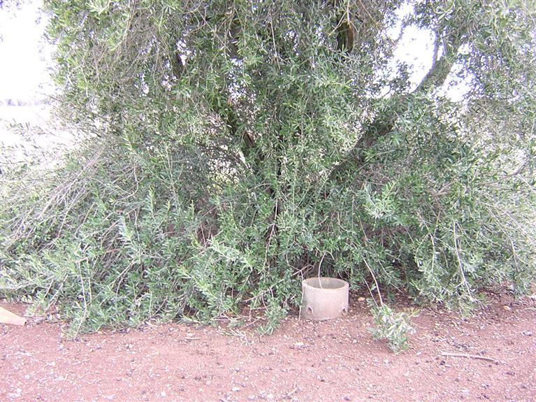 Old Olive Tree with Irrigarion System