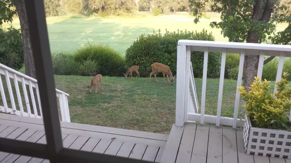 a view of a yard with plants and trees