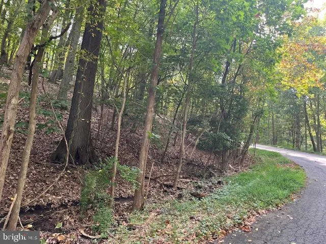 a view of a forest that has large trees