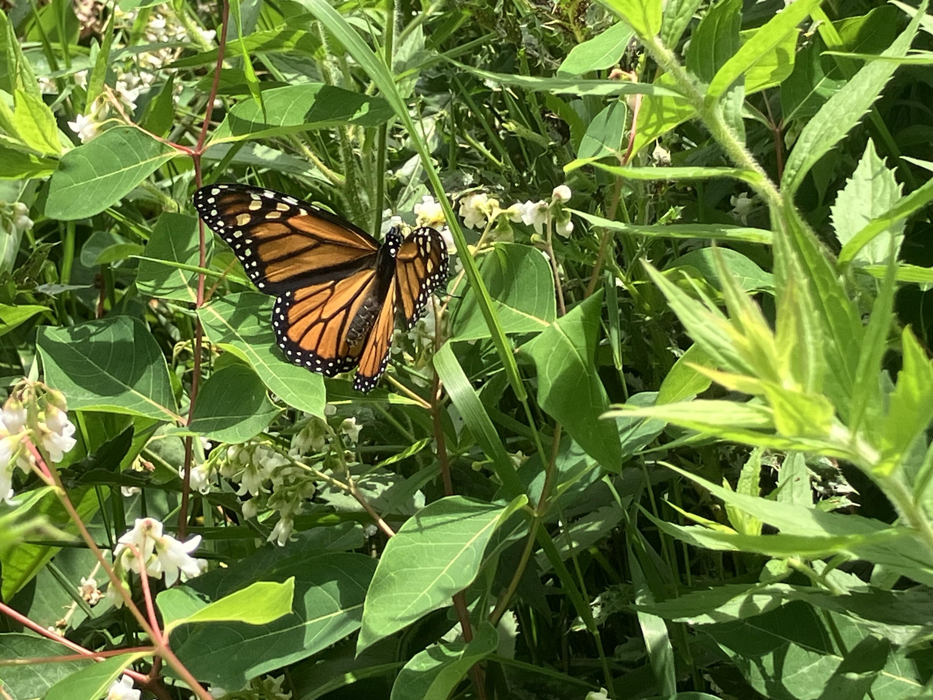 505 Bowden Point Road Prospect, ME 04981 - Photo 55 of 67 505 Bowden Butterfly