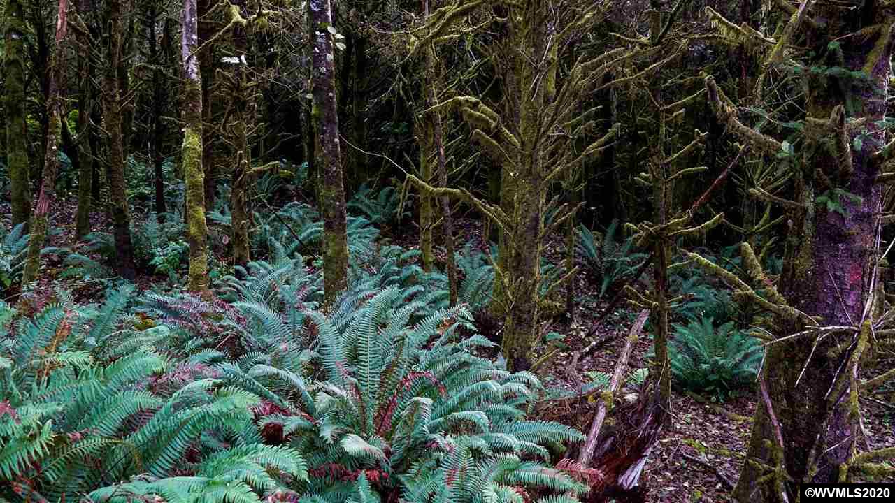 Old Netarts ( Tillamook, OR 97141 - Photo 7 of 16
