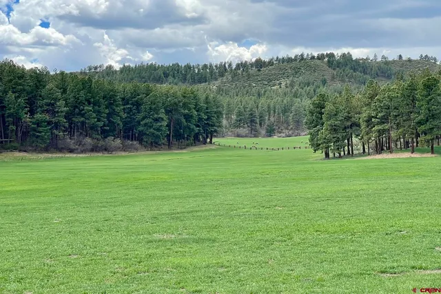 a view of a grassy field with trees in the background