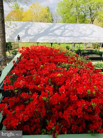 a picture of flowers