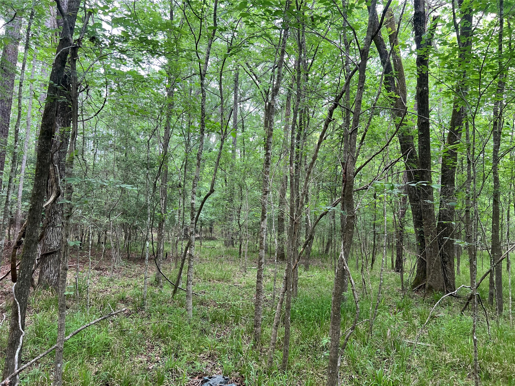 0 Wilderness Road Point Blank, TX 77364 - Photo 8 of 16 a view of forest