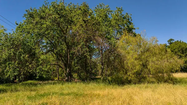 a view of yard with green space