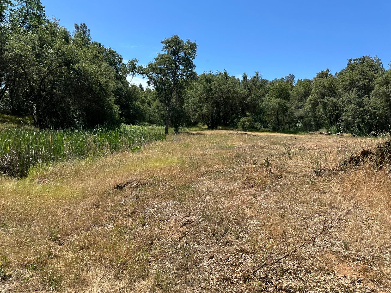 14210 Perimeter Road Grass Valley, CA 95949 - Photo 14 of 33 a view of a yard with a tree