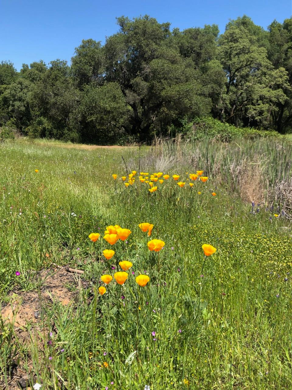14210 Perimeter Road Grass Valley, CA 95949 - Photo 20 of 33 a view of a yard with flower plants