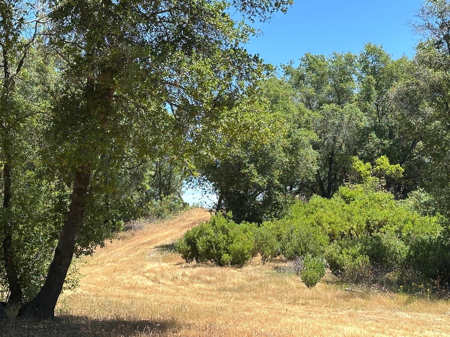 14210 Perimeter Road Grass Valley, CA 95949 - Photo 24 of 33 a view of a yard with a tree