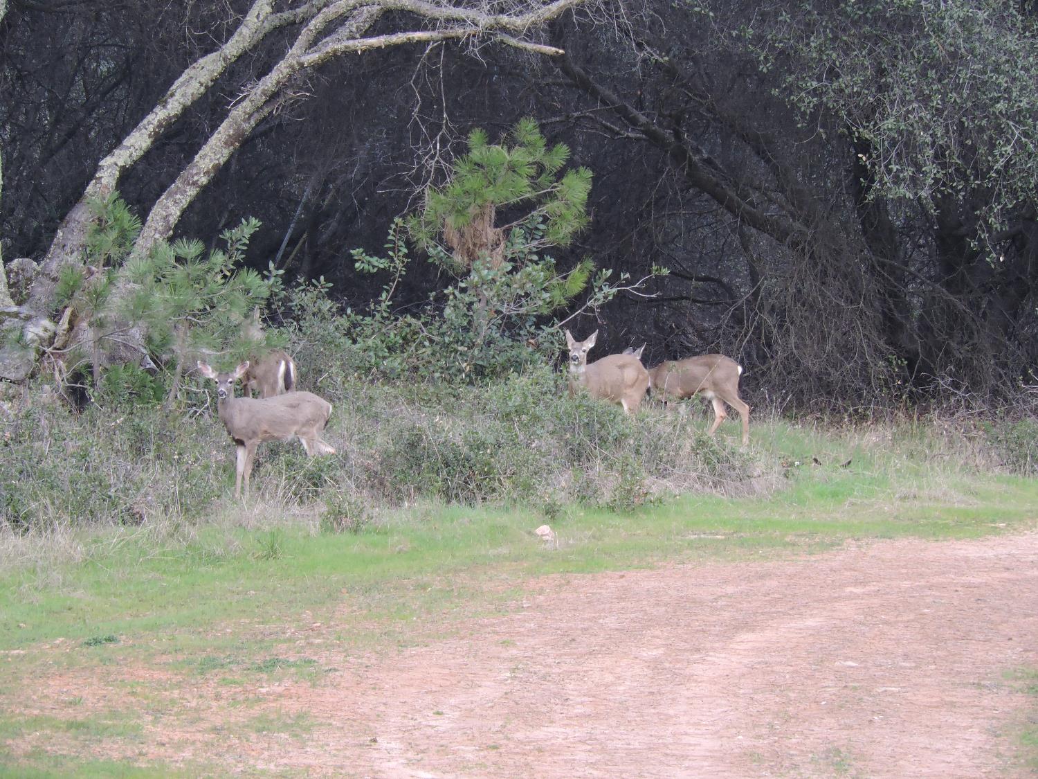 14210 Perimeter Road Grass Valley, CA 95949 - Photo 32 of 33 a backyard of a house with a yard and large tree