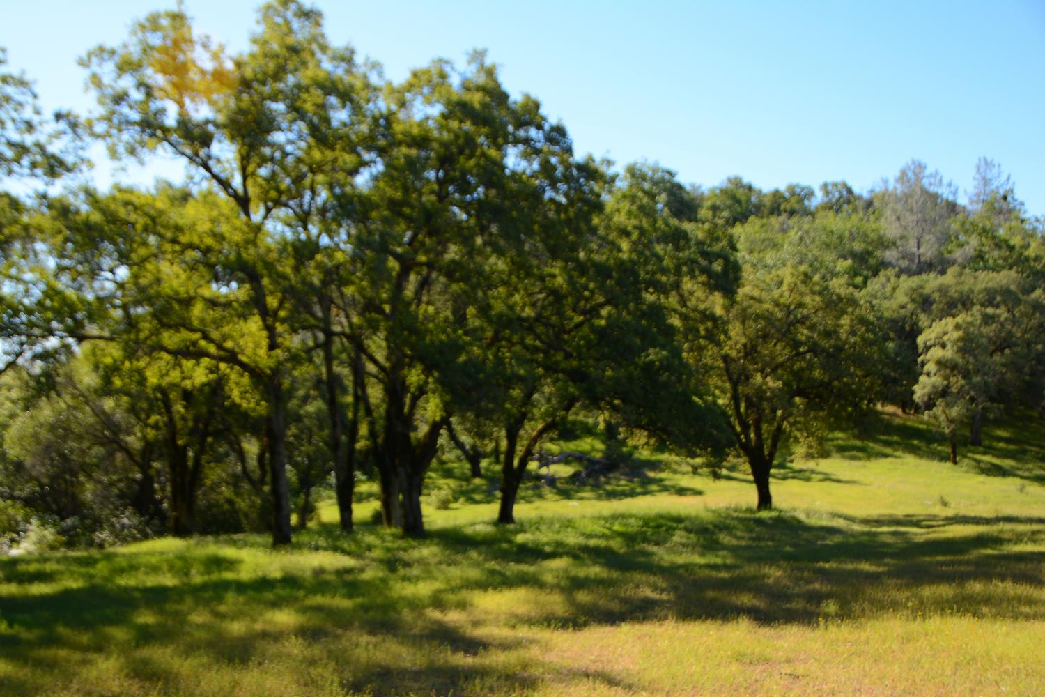 14210 Perimeter Road Grass Valley, CA 95949 - Photo 6 of 45 a yard with trees in the background