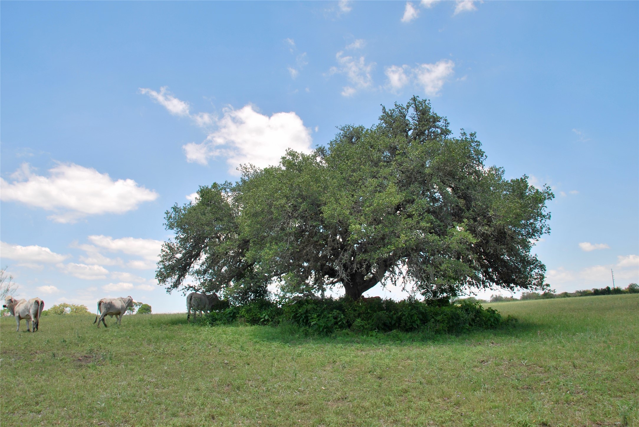 2116 Langdon Road Weimar, TX 78962 - Photo 17 of 43 a view of a green yard