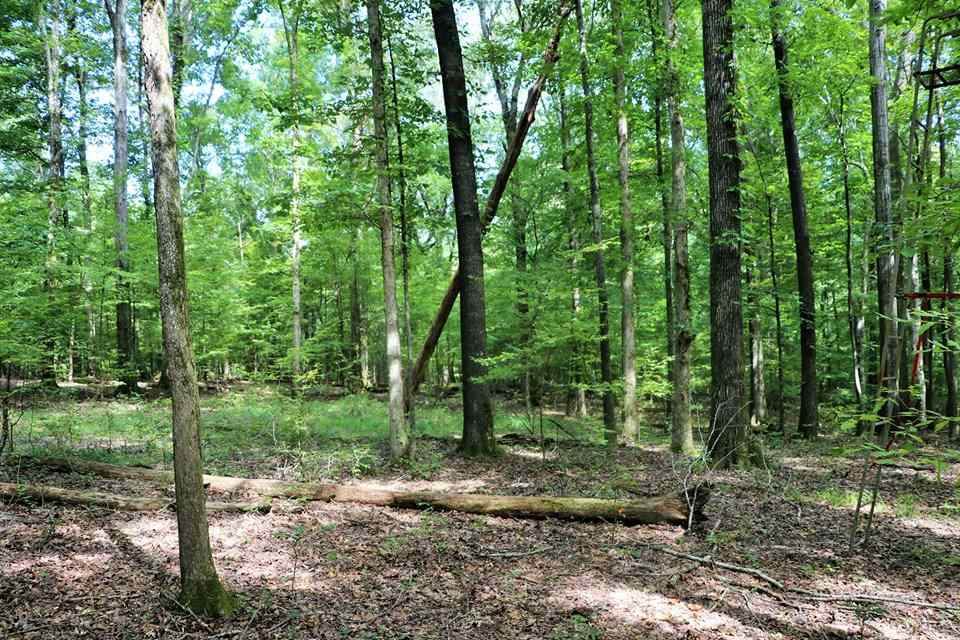 2079 Cox Ferry Road, Unit NONE Flora, MS 39071 - Photo 3 of 17 Photo 3