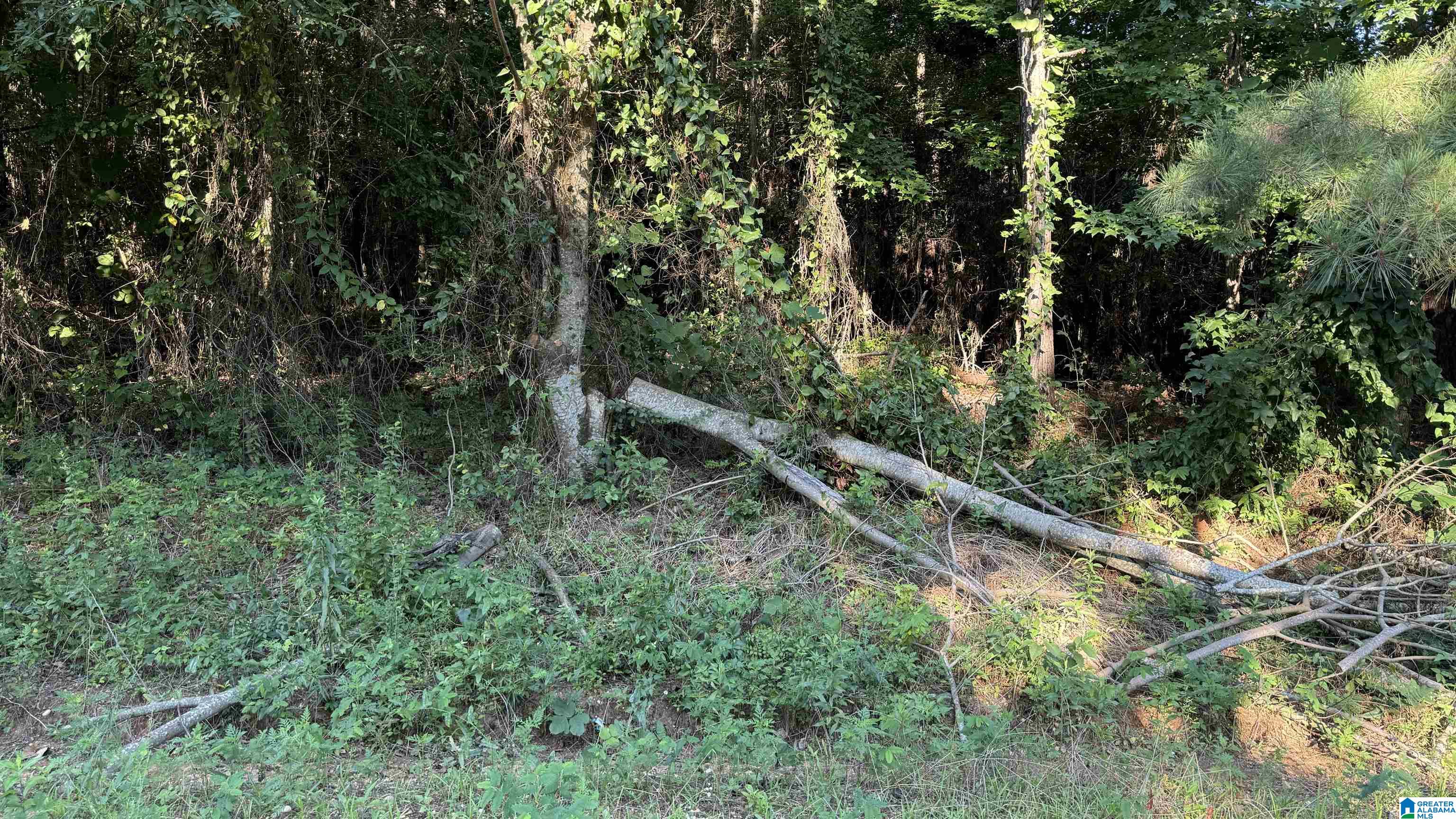 0 County Road 81, Unit 1 Tuskegee, AL 36083 - Photo 7 of 13
