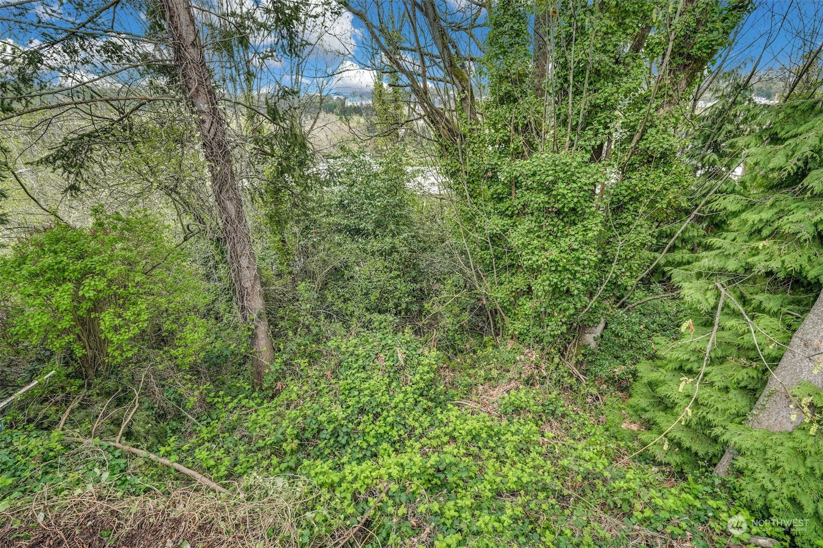 4151 23rd Avenue Southwest Seattle, WA 98106 - Photo 36 of 36 a view of a lush green forest