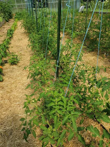 a plant is in a garden