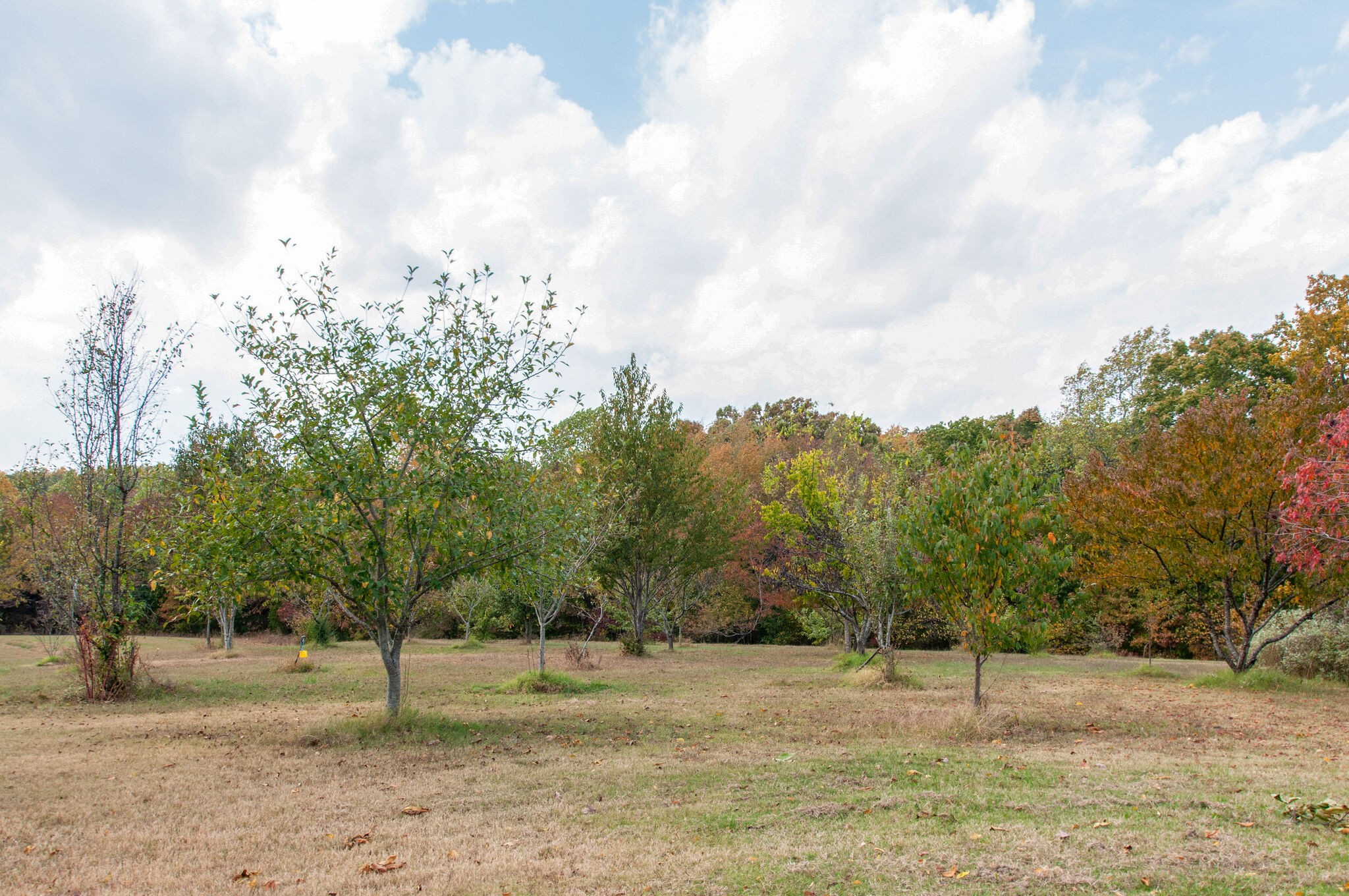 7690 Barnhill Road Primm Springs, TN 38476 - Photo 41 of 50 a view of a yard with a tree