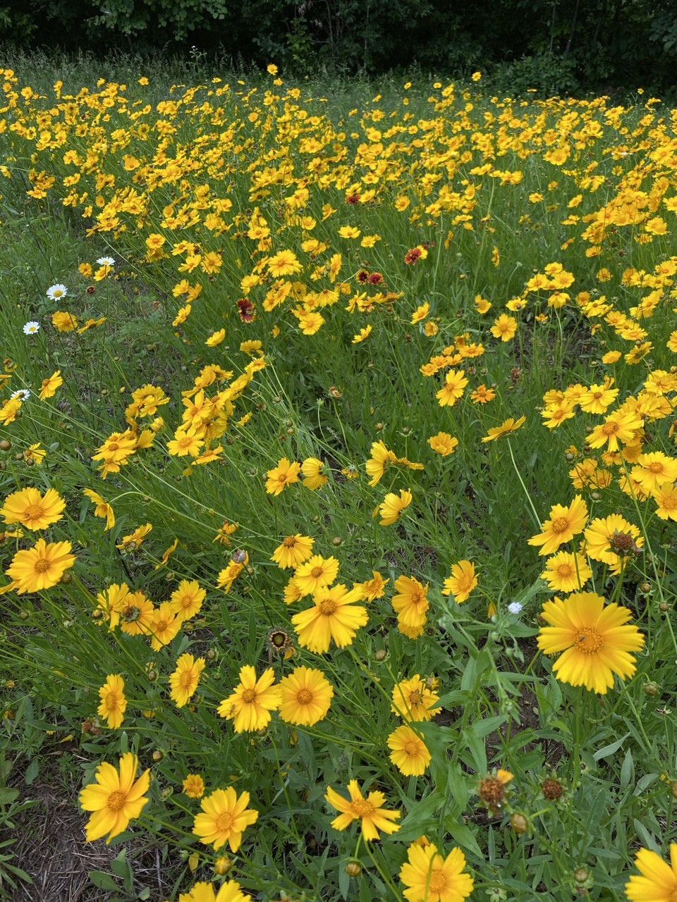 7690 Barnhill Road Primm Springs, TN 38476 - Photo 45 of 50