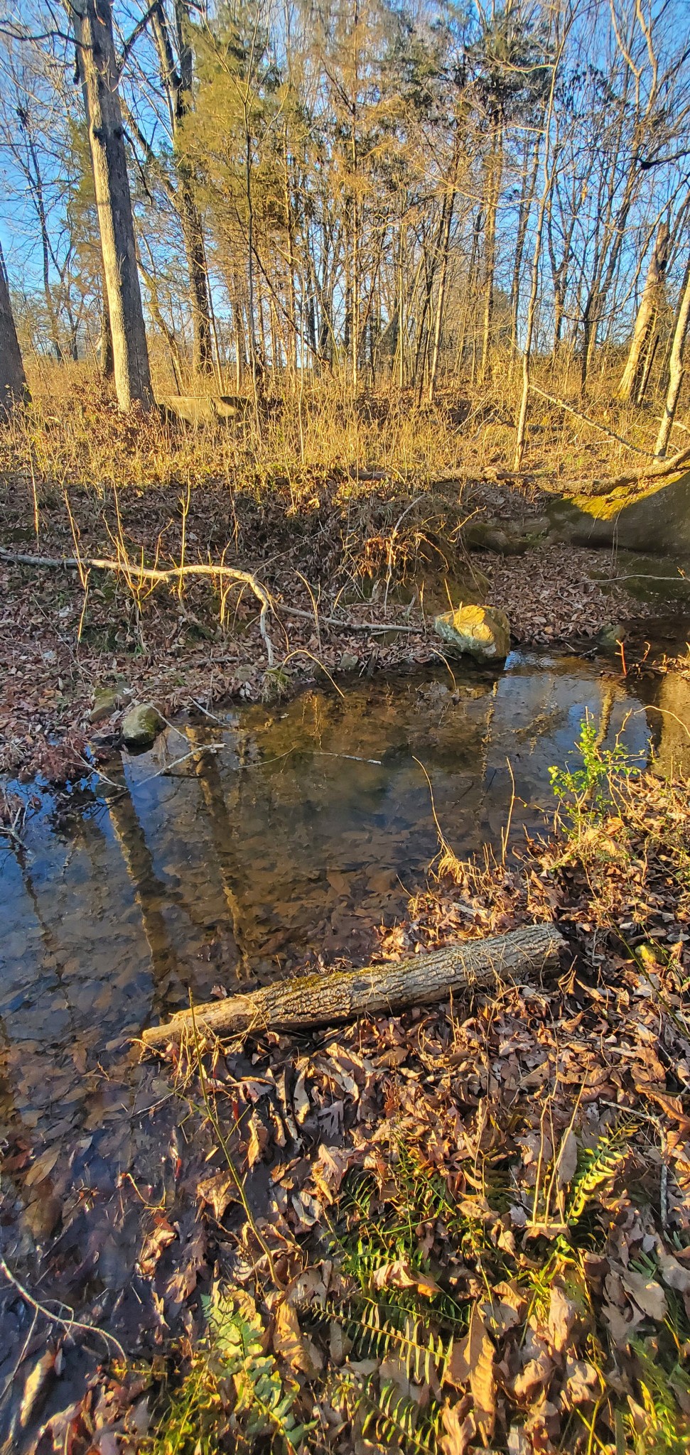 7690 Barnhill Road Primm Springs, TN 38476 - Photo 49 of 50