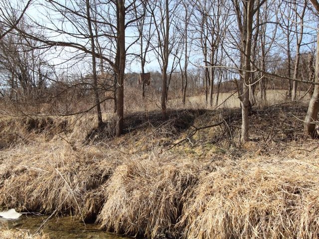 17896 Skunk Hollow Road Mount Carroll, IL 61053 - Photo 25 of 36 a backyard of a house with lots of green space