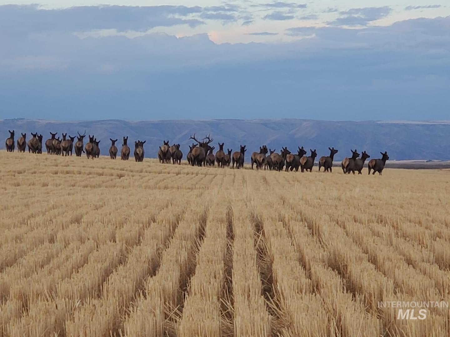 19397 Cloverland Road Asotin, WA 99402 - Photo 33 of 35 Mountain view featuring rural landscape
