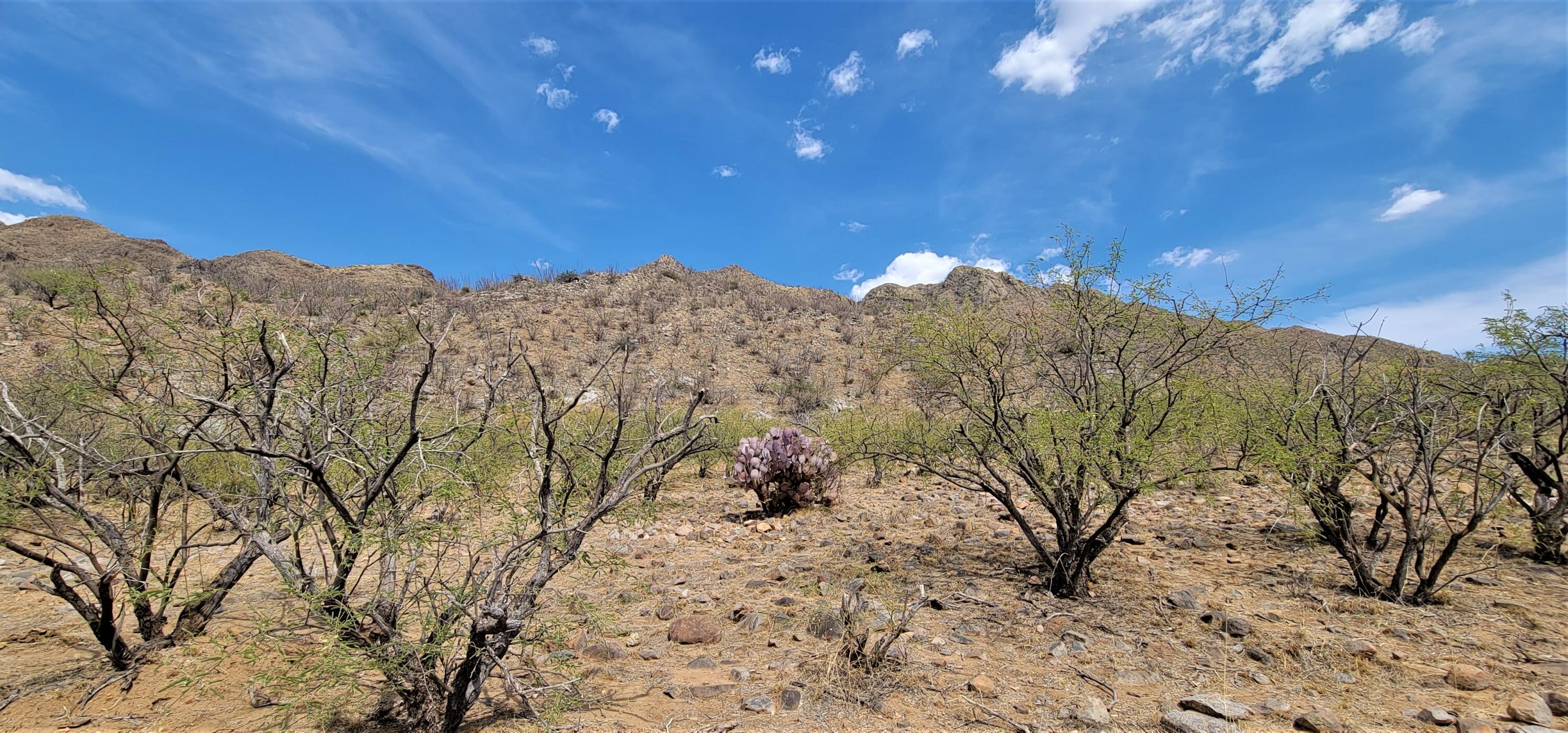 1501 Vía San Cayetano, Unit 25 Rio Rico, AZ 85648 - Photo 6 of 16