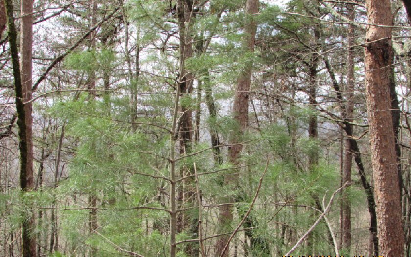 15 Firetower Road Jasper, GA 30143 - Photo 1 of 1 Main View