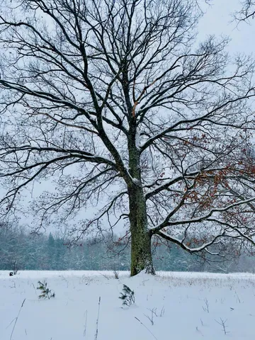 $199,000 | 10652 North River Road, Unit C, Irons, MI 49644