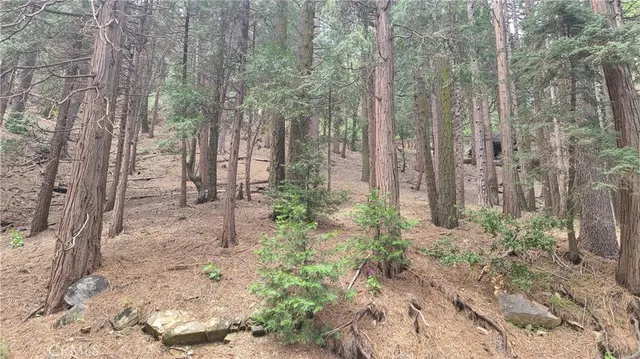 a view of a forest with trees