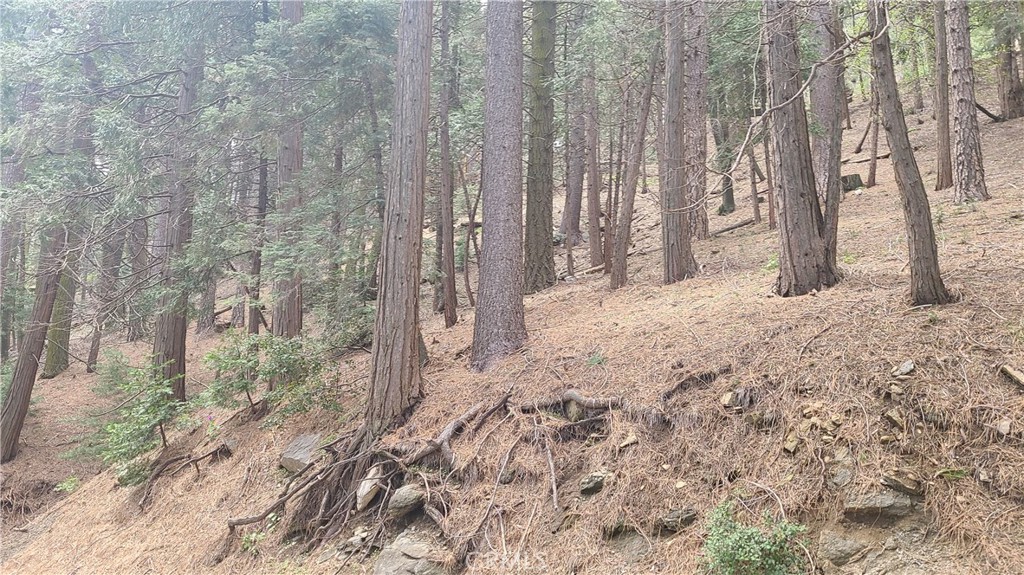 44 Reservoir Road Cedarpines Park, CA 92322 - Photo 5 of 9 a view of a backyard of the house