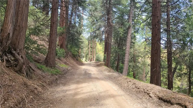 a view of a forest with trees in the background