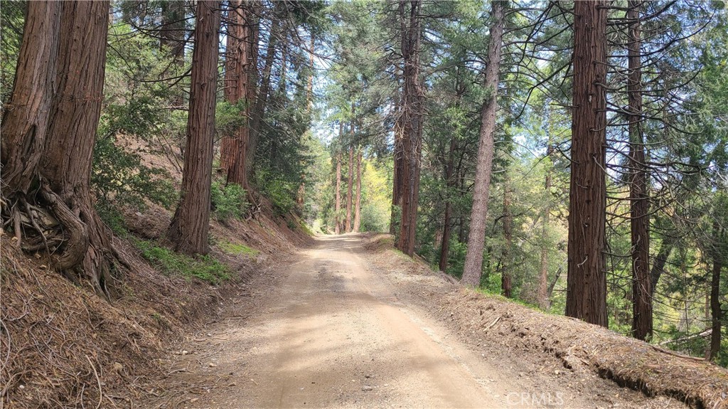 44 Reservoir Road Cedarpines Park, CA 92322 - Photo 6 of 9 a view of a forest with trees in the background
