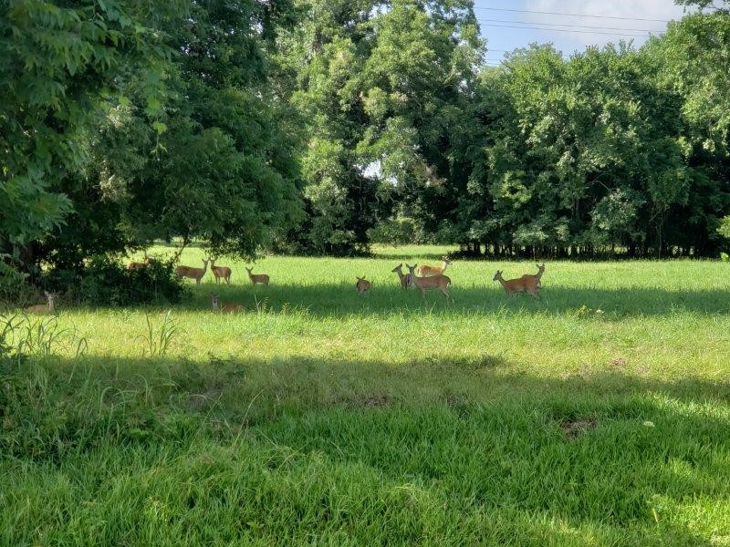 267-273 Middle Bayou Trail Angleton, TX 77515 - Photo 3 of 7