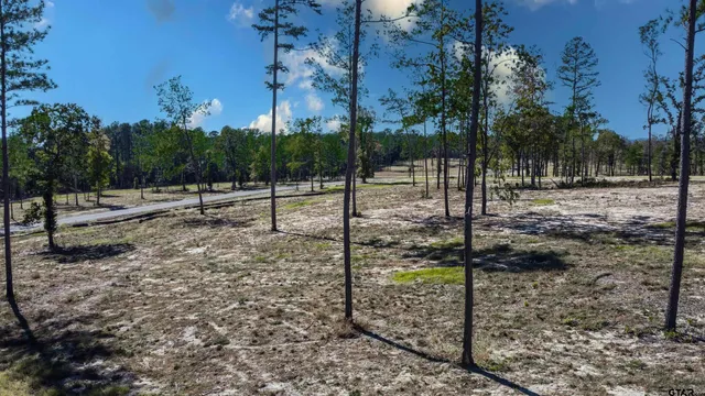 a view of a tree with a yard