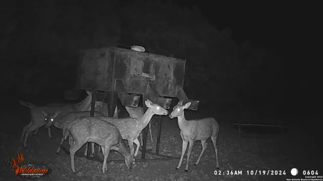a view of a yard with mountain view