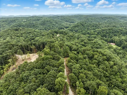a view of a lush green forest with lots of trees