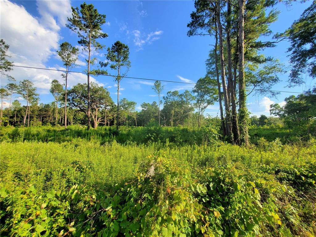 0 Northwest 115th Avenue Reddick, FL 32686 - Photo 5 of 10 a view of a garden