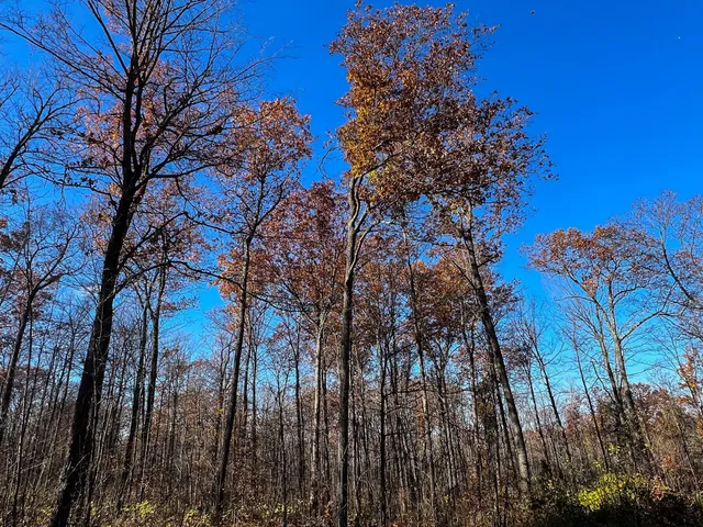 $74,900 | Lot 6 Breakneck Road, Birchwood, WI 54817