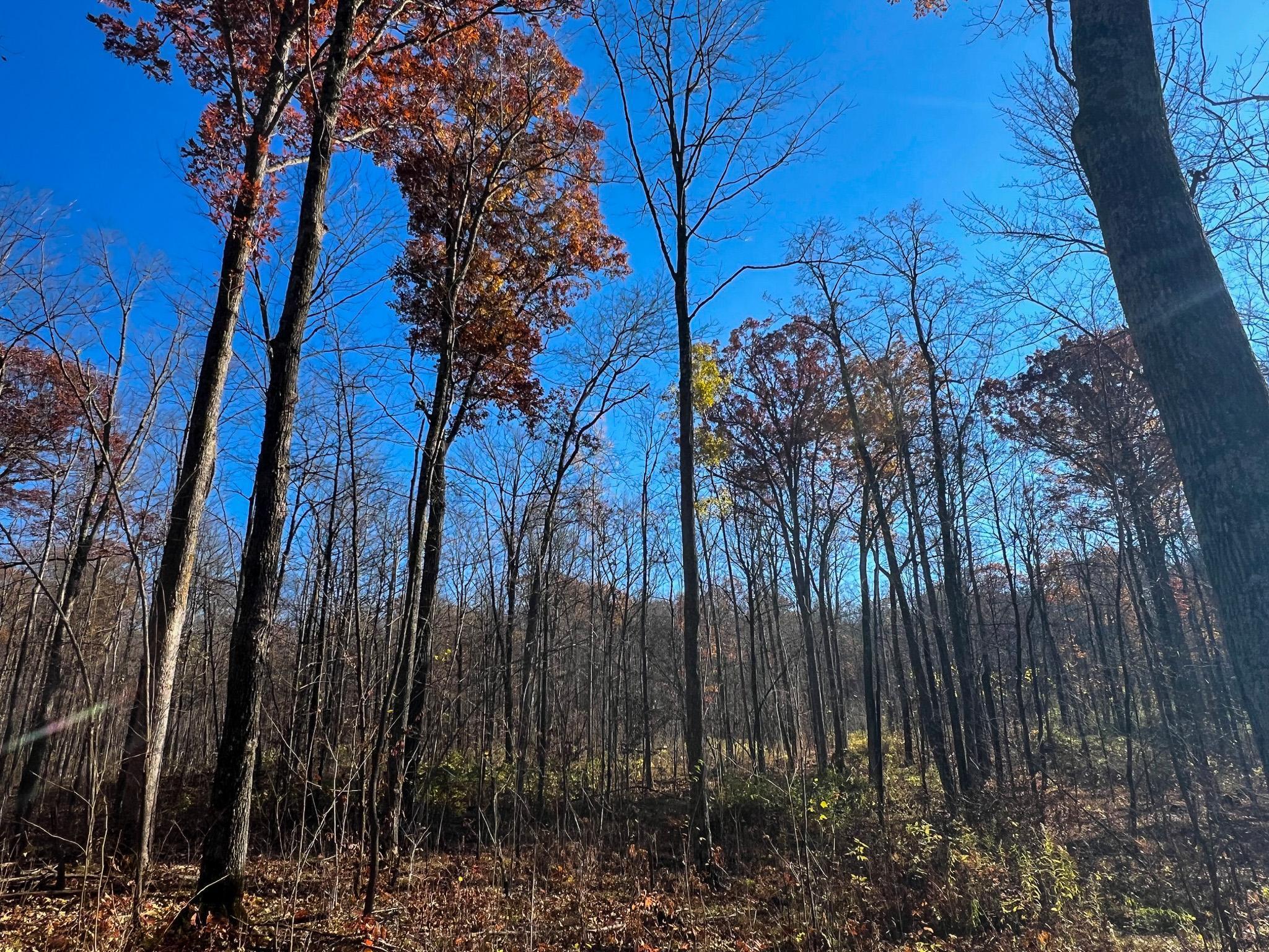 Lot 6 Breakneck Road Birchwood, WI 54817 - Photo 6 of 19