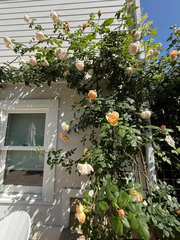 $4,495 | 1703 Chapala Street, Unit A, Santa Barbara, CA 93101